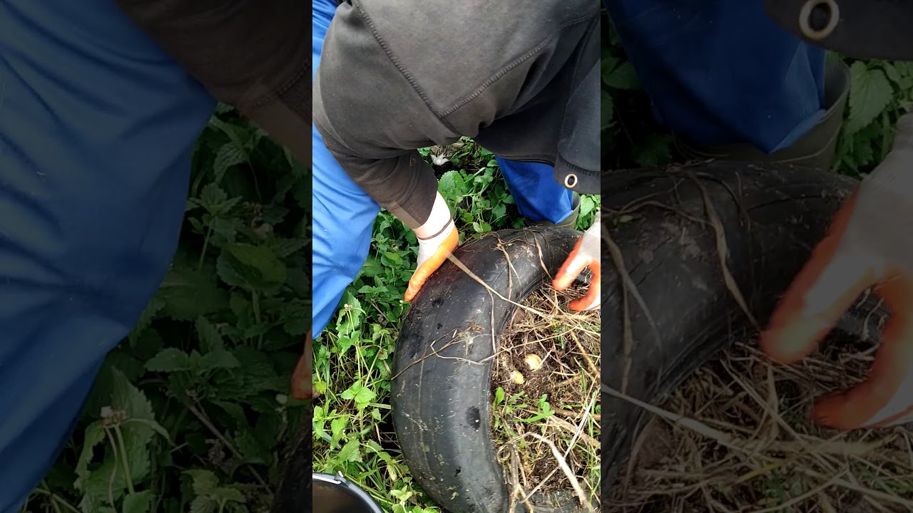 Bulvių auginimas padangose, derliaus nuėmimas.