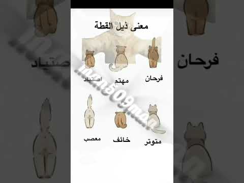 معنى ذيل القطه