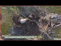 Swfl eagles  e23s hilarious branch battle with mom  nips f23  22124