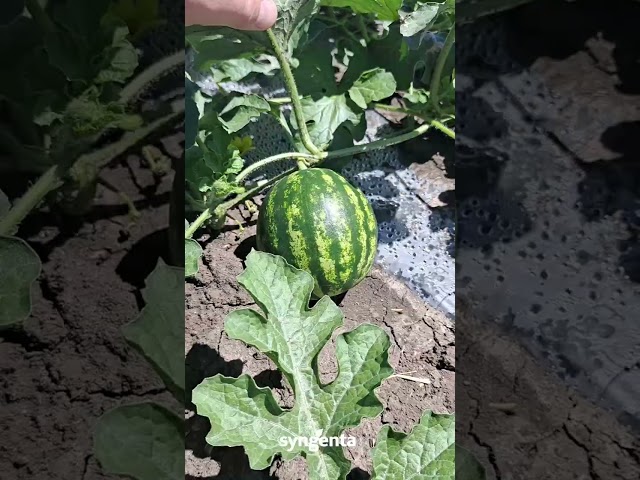 Огляд кавунів Карістан, Арашан, Балатон