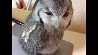 Download Lagu दुनीया का सबसे खतरनाक पक्षी गुगु ईस पक्षी को लेकर सारी दुनिया हेरान हे? MP3