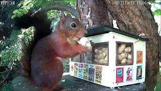 My new homemade squirrel multifeeder containing fatballs, peeled nuts and unpeeled nuts. Thanks for watching Kim Fredriksson 