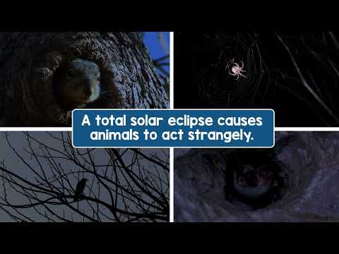 What You Need to Know About Solar Eclipses | STEM Video for Kids
