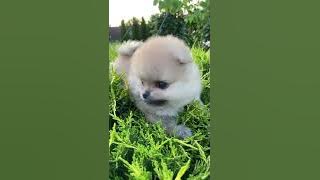 The cuttest dog in the world