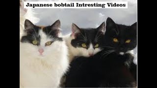 The World 10 Intresting and Funny  ( Japanese bobtail ) Videos