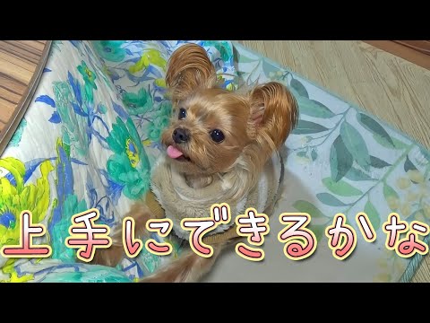 【ヨークシャテリア】知育玩具で遊んでみました【Yorkshire Terrier】