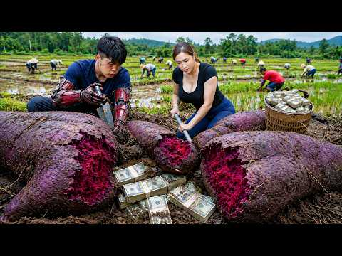 Harvesting 100KG of Giant Fossil Tubers to Sell ❗ Millions of Dollars Found Beneath a Tree Root