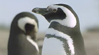 สารคดี เพนกวิน แห่ง ปันตา ตอมโบ