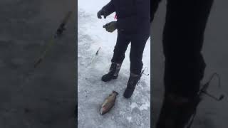 IMG 3050