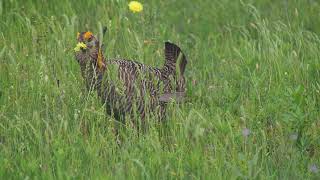 Attwaters Prairie Chicken - Breakfast & Booming April 2020