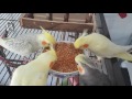 My cockatiels having a feast on millet spray