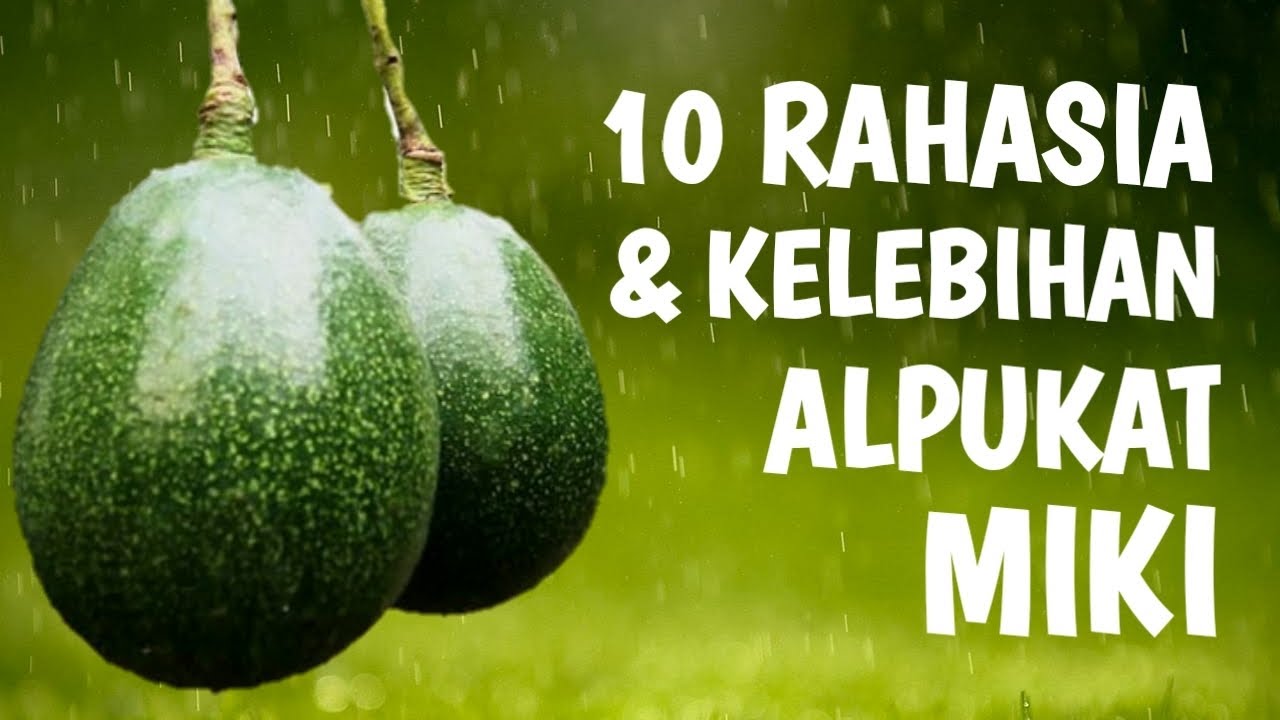 10 RAHASIA & KELEBIHAN ALPUKAT MIKI