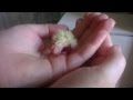 Птенец кореллы (вот так выглядит только вылупившийся малыш)