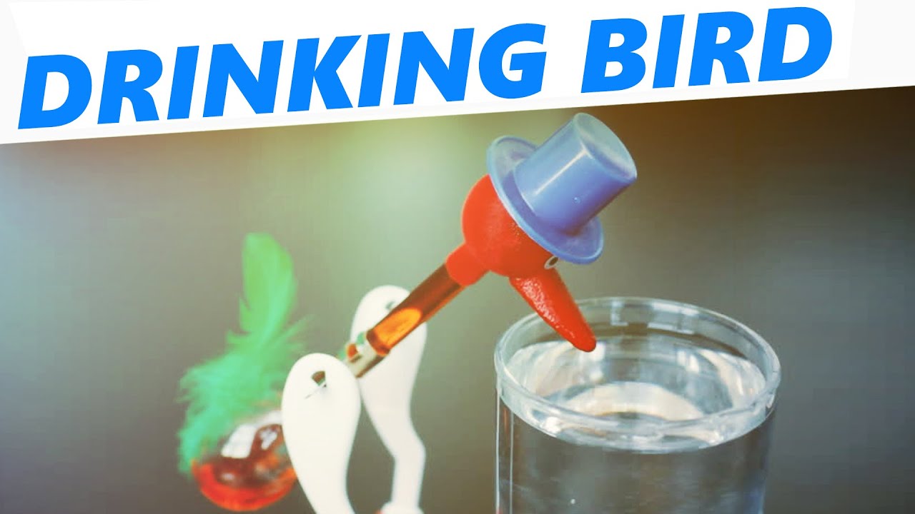 How a drinking bird toy works 