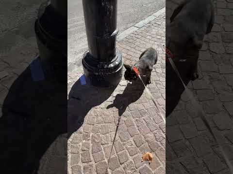 فيقني فصباح باش نخرجو مابغاش يسكت  اكسبلور   كلاب  ضحك