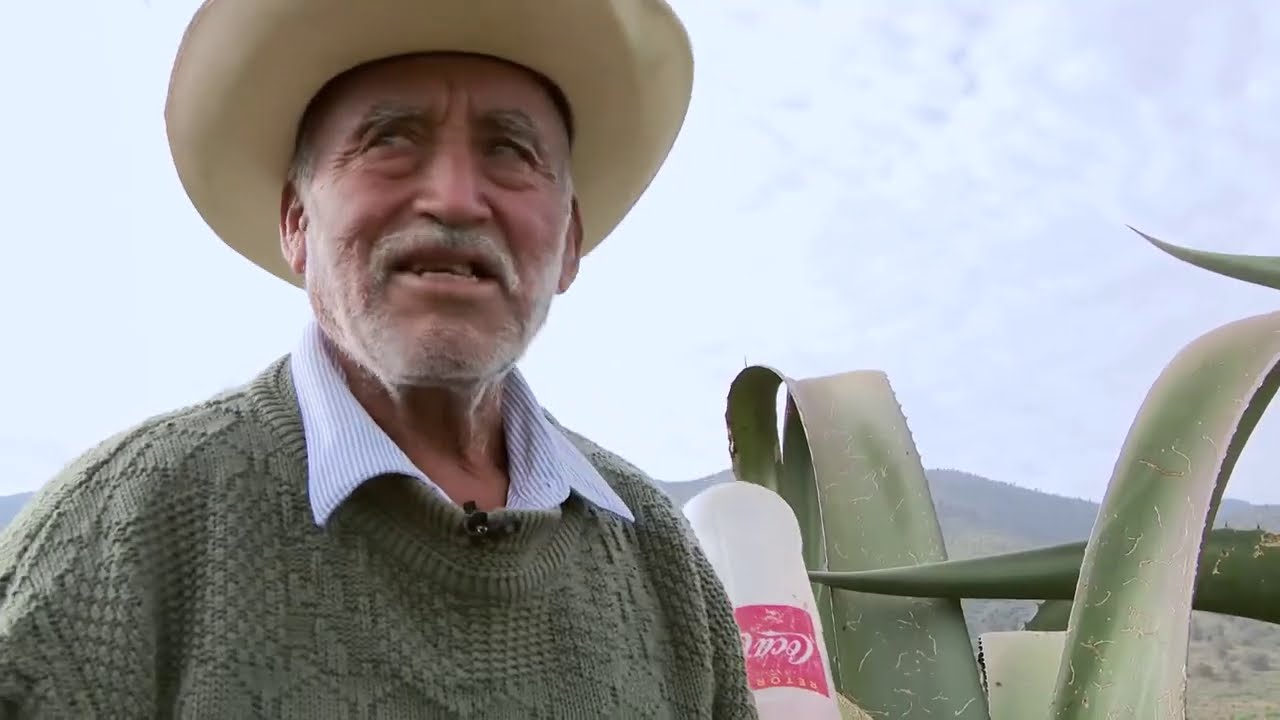 Un oficio que es patrimonio cultural. Son pocos los que aún raspan: tlachiqueros. Homenaje al maguey