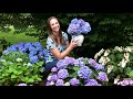 How to get the longest vase life from your cut Hydrangea Blooms