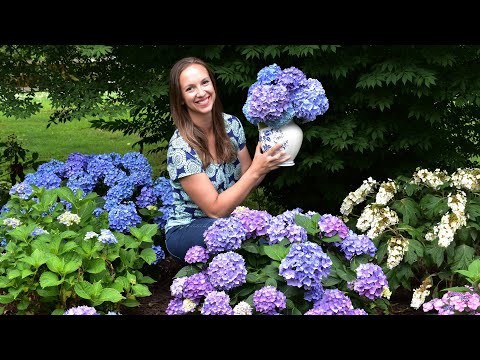 How to get the longest vase life from your cut Hydrangea Blooms