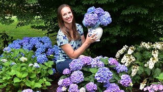 How to get the longest vase life from your cut Hydrangea Blooms