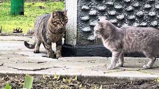 ❤#catlovers #music #catlife #cat #funnyanimals #кіт #cake #funny #pisica #cats ❤ ❤
