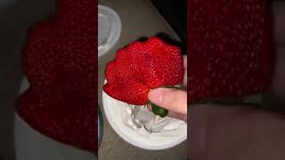 Famous Watermelon without the melon #dailydose #viral #short Net Worth
