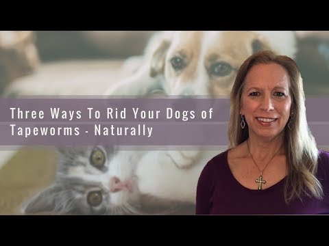 three-ways-to-rid-your-dog-of-tapeworms---naturally