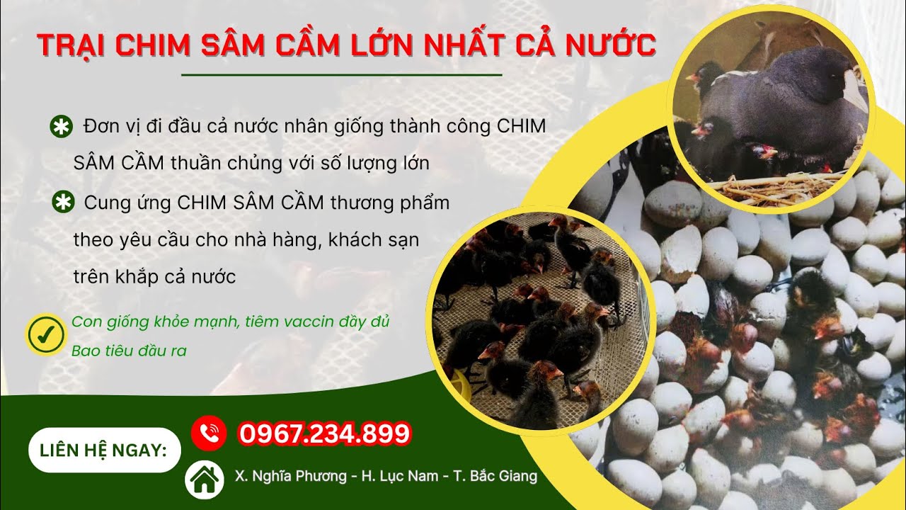 GIỐNG CHIM SÂM CẦM THUẦN CHỦNG SẠCH BỆNH - CHIM SÂM CẦM THƯƠNG PHẨM UY TÍN NHẤT CẢ NƯỚC: 0967234899