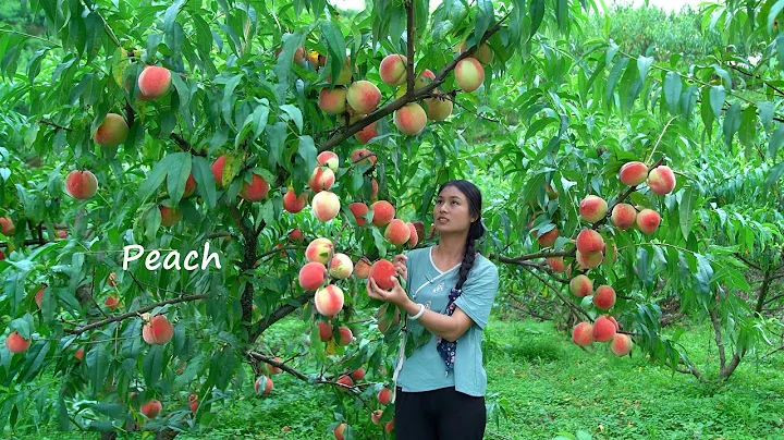 Harvesting GIANT Peaches and Making Jelly! - DayDayNews