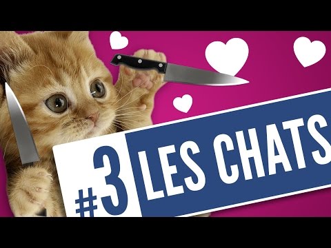 Vidéo: Les Chats Sont-ils Méchants, Méchants Ou Vindicatifs Par Nature