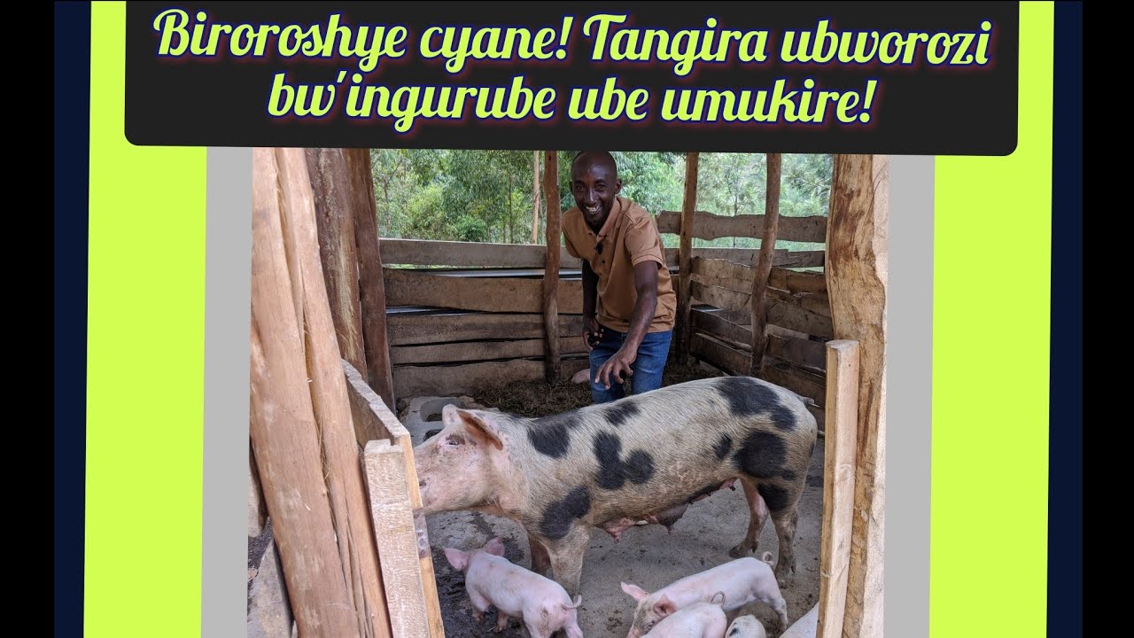 Uko wakora ubworozi bw'ingurube ukinjiza agatubutse