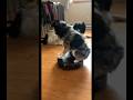 #JasonDeruloTV // Dog Dance 🤣👏 #GotPermissionToPost From TT @patty_mowgli_shenzi #Snake