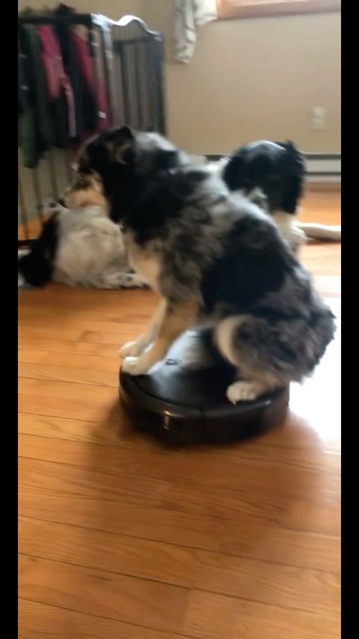#JasonDeruloTV // Dog Dance ?? #GotPermissionToPost From TT @patty_mowgli_shenzi #Snake