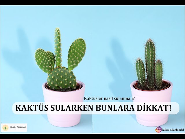 KAKTSLER NASIL SULANMALI? | ok su kakts ldrr m? - YouTube