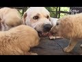 Innocent Puppies Don't Know Their Biological Father.. | Kritter Klub