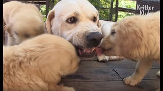 Innocent Puppies Don't Know Their Biological Father.. | Kritter Klub