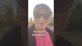 Где купить Хлорофилл