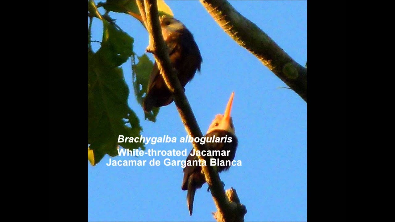 White-throated Jacamar