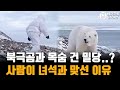 '사람'이 목숨 걸고 밀당하는 '북극곰'의 뜻밖의 귀여움