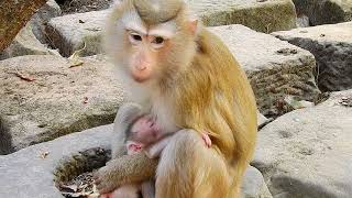 Milo The Monkey Baby An Adorable Little Explorer In The Jungle...mr Polo Ep102