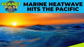 From Japan to US: Record Breaking Marine Heatwave Engulfs Pacific Ocean | Planet Pulse | N18G
