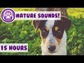 Calming nature sound for dogs desensitise your dog with sound effects designed for anxious puppies