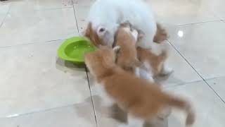 INDUK MAKAN..!! Anak Kucing Haus Berebut Minum Susu..|| Thirsty Kittens Fight to Drink Milk..||