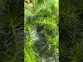 Abies koreana 'Aurea' Korean Fir