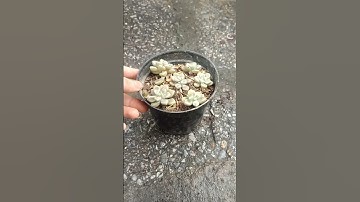 nhân giống sen đá kim tuyến #多肉植物 #다육이들 #suculentas