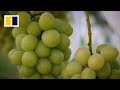 Japan battles to protect its precious grape