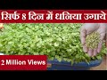 सिर्फ 8 दिन में घर पे उगाये धनिया | Grow organic coriander at home quickly.