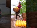 Village Farming Life: Kohlrabi Harvest &amp; Transport #fruit #food #marketing #selling #farm