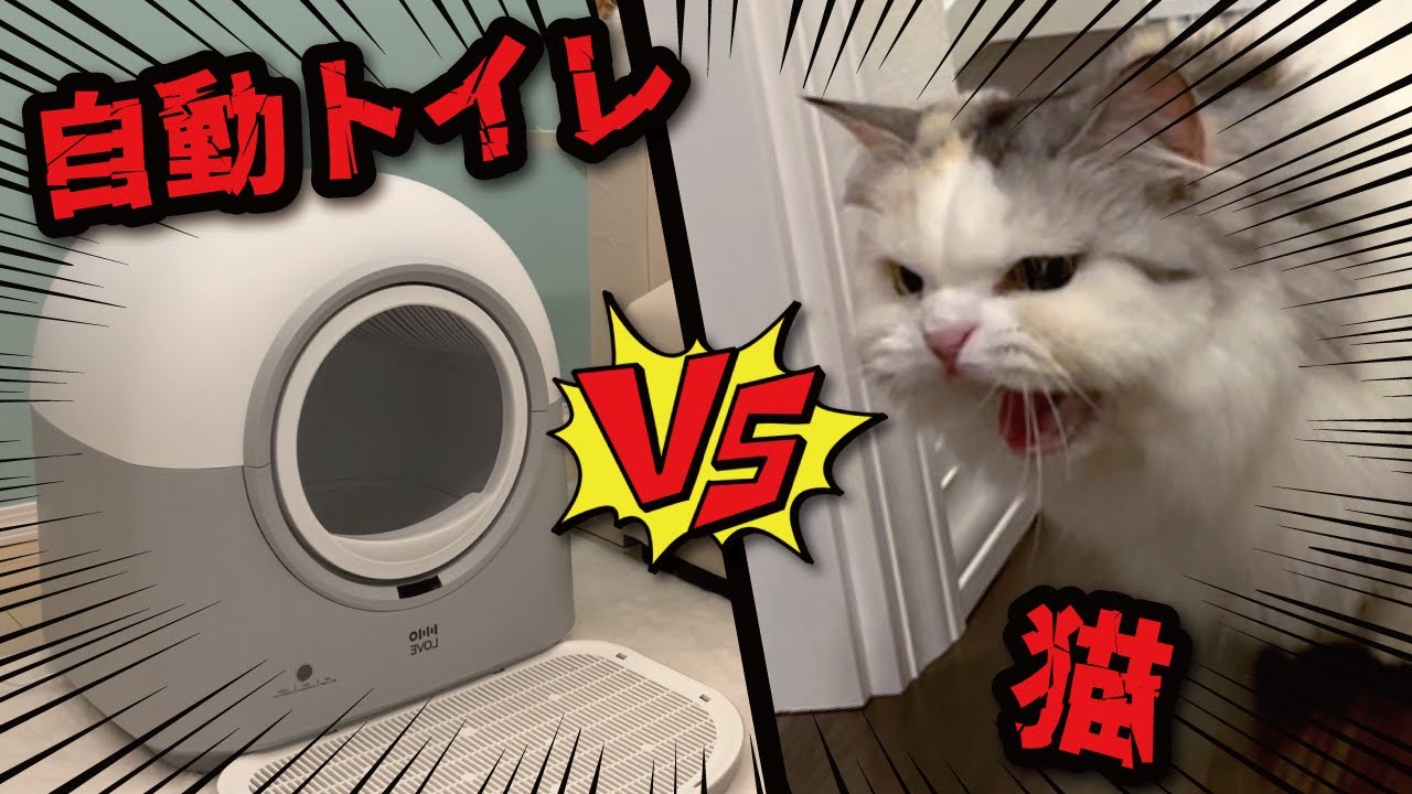 機械が大嫌いな猫を自動猫トイレに入れようとしたらまさかの結果に 