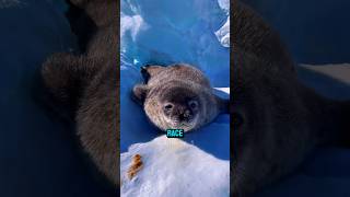 seals and dog interaction moments 🤣 #shorts #animals #facts #commentary #pets #animalshorts #sealpup