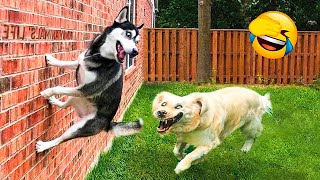 Funny Dog And Cat Videos   Best Funny Animal Videos 2023  #8.mp4
